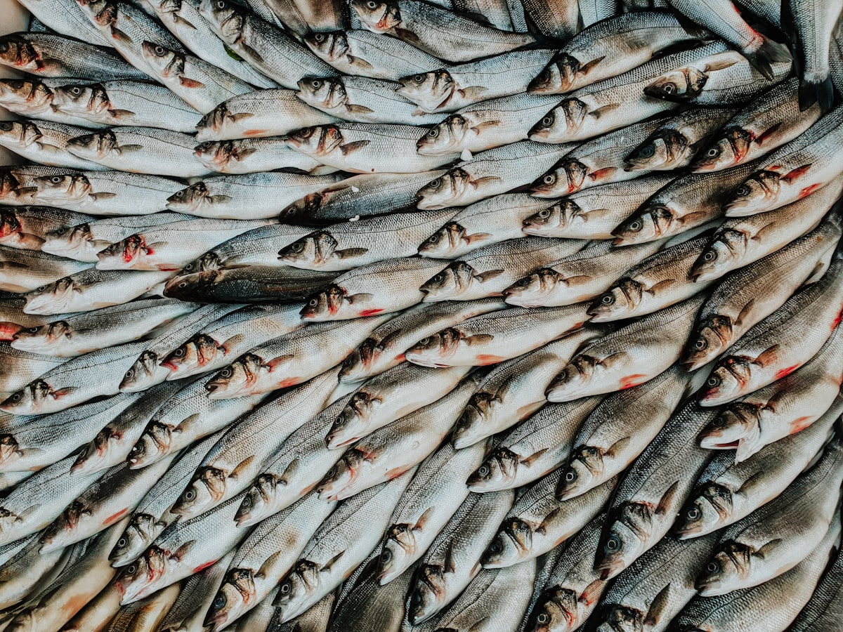 Reihen frisch gefangener silberner Fische dicht an dicht auf der Auslage des Fischmarkts