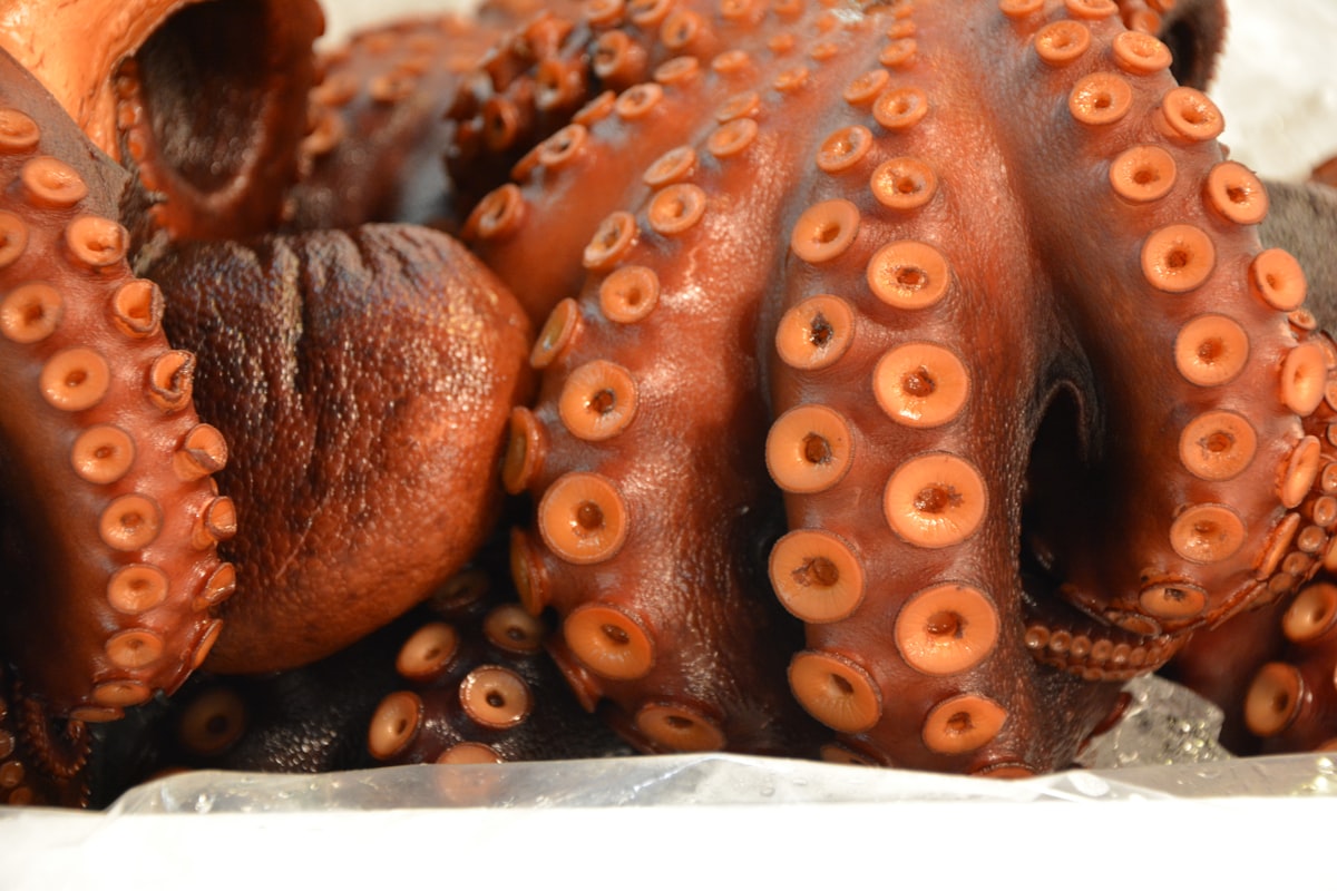 Nahaufnahme von Oktopus-Tentakeln mit Saugnäpfen, frisch auf Eis für die Meeresfrüchte-Platte